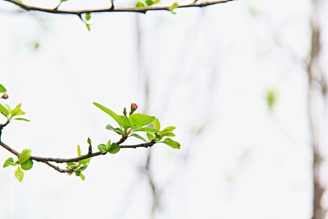 春天裝修的六大好處你知道嗎？